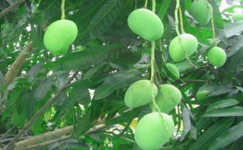 Quả xoài